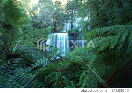 Russel Falls, Tasmania Russel Falls, Tasmania 14883643