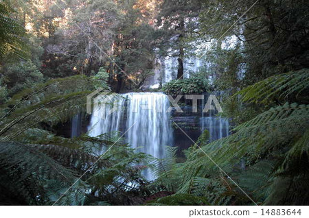 Russel Falls, Tasmania Russel Falls, Tasmania 14883644