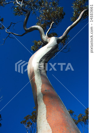 gum tree, Tasmania gum tree, Tasmania 14883661