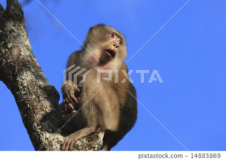A monkey A monkey 14883869