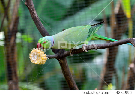 Green Indian Ring-necked Parakeet eating a corn. 14883996