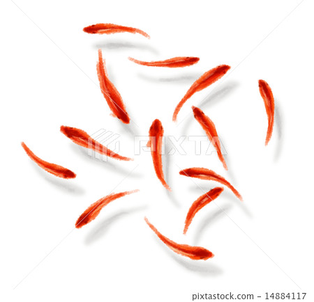 金魚 14884117