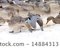 Pintail 14884313