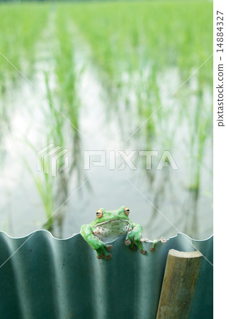 Moria ooga試圖越過這個山脊 14884327