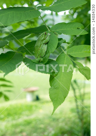 Frozen walnut leaves, Moria gull frozen resting 14884330