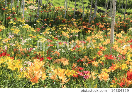 Lilow blooming in white birch forest 14884539