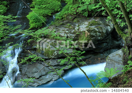 新鮮的綠色櫪木Sukkanzawa 新鮮的綠色櫪木Sukkanzawa 14884540