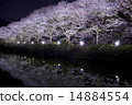 Cherry blossoms at night 14884554
