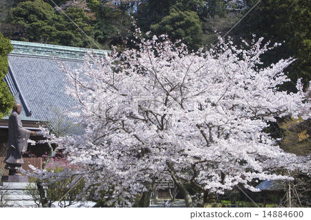 Cherry Blossoms at Mythic Temple Cherry Blossoms at Mythic Temple 14884600