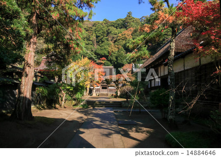 Jokoenji秋葉 14884646