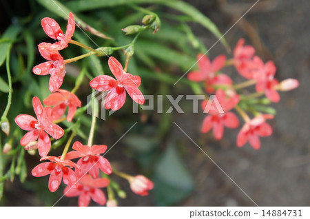 Iris Iris 14884731