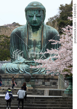 Cherry blossoms of Kamakura Cherry blossoms of Kamakura 14884915