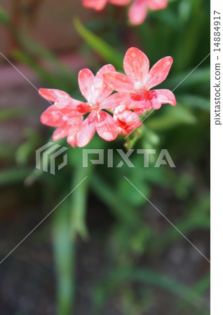 Iris Iris 14884917