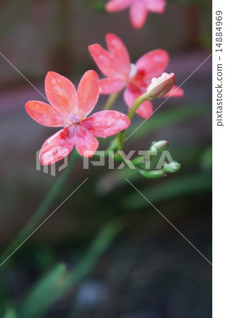 Iris 14884969