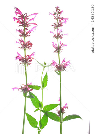 Agastache mexicana 14885186