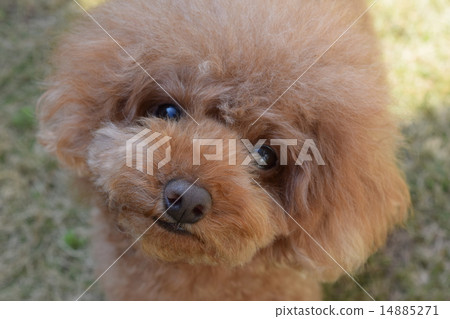 欺騙的臉 14885271