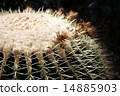 Up of cactus Up of cactus 14885903