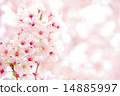 櫻花盛開 14885997