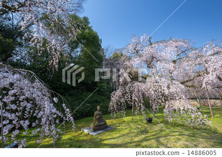 下垂的櫻桃樹 下垂的櫻桃樹 14886005