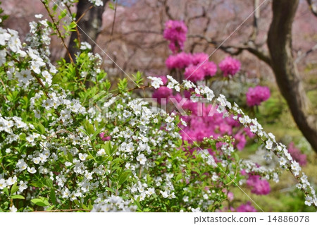 White Yukiyanagi 14886078