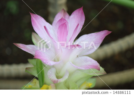 Flower in the field 14886111