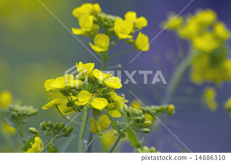 Greens 14886310
