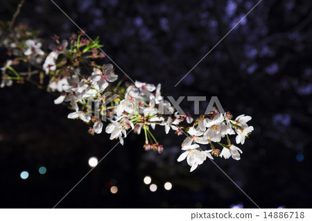 Cherry blossoms at night 14886718