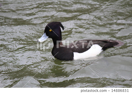 Duck's companion 14886831