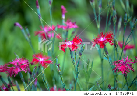 Kawarana de cedar紅色 Kawarana de cedar紅色 14886971