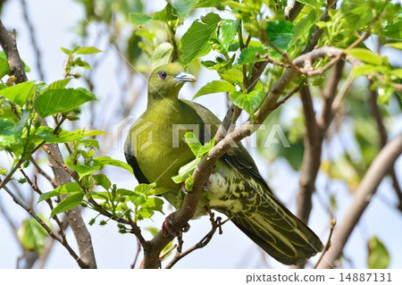 Chu-dyazu kakaobato Chu-dyazu kakaobato 14887131