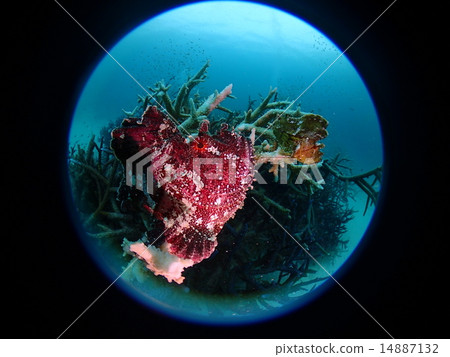 Hadaka Haokoze 14887132