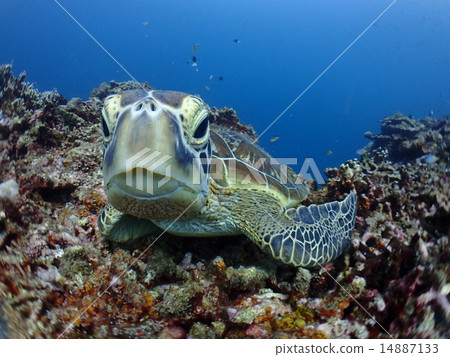Green turtle Green turtle 14887133