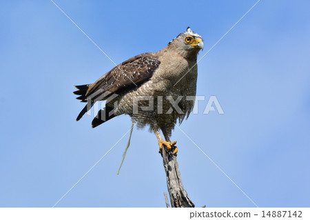 Excretion of crowned reed 14887142