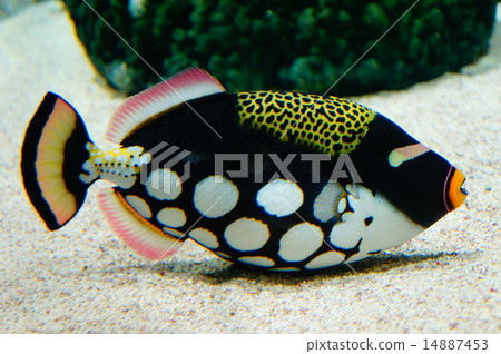 蒙古竹收穫Balistoides conspicillum 14887453