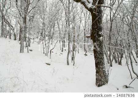 Winter landscape with icy trees. 14887636