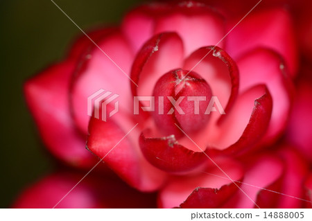 Close up of a red ginger flower 14888005