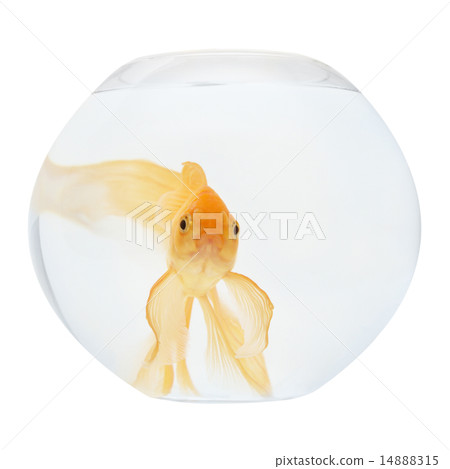 A golden fish in aquarium 14888315