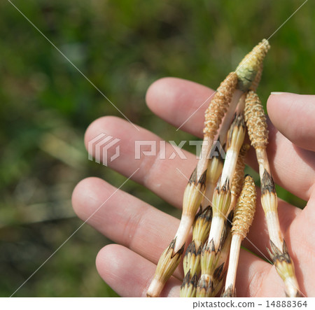 Tsukushi harvesting 14888364