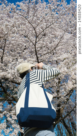 Men seeing cherry blossoms 14888420