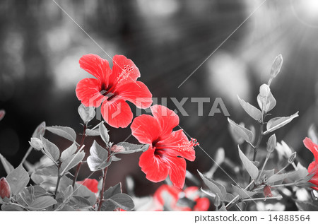 Red hibiscus flower over black and white background 14888564