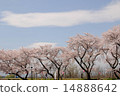 Row of cherry trees 14888642