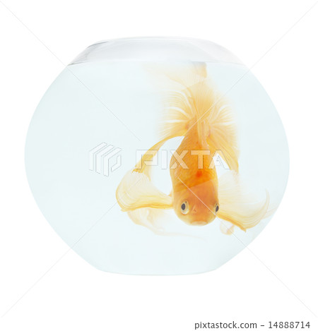 A golden fish in aquarium 14888714