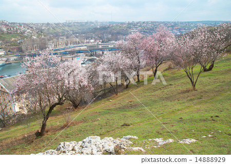 Blooming almond tree 14888929