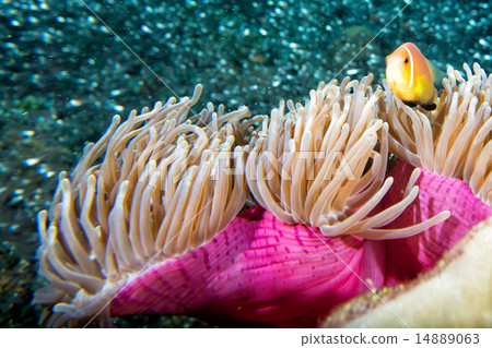 Clown fish inside pink purple anemone Clown fish inside pink purple anemone 14889063
