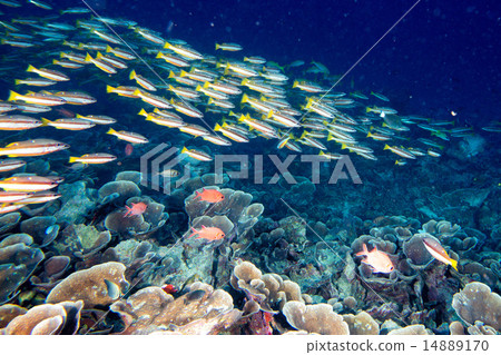 diving in colorful reef underwater diving in colorful reef underwater 14889170
