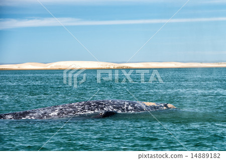grey whale while blowing for breathing 14889182