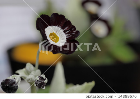 Flower of Auricula the Raven 14889676