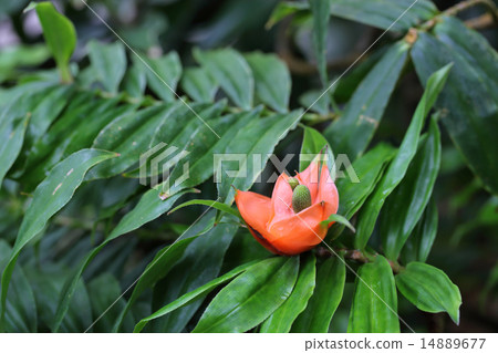Fleichinea multicultura flowers and rain drops 14889677
