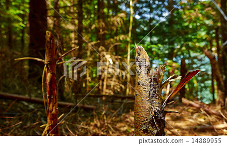 Deforestation 14889955