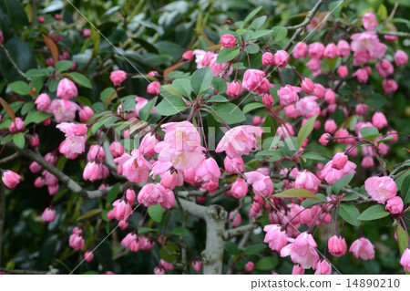海堂花 海堂花 14890210
